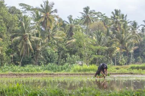 Indonesia|Bali| Stock Photos