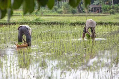 Indonesia|Bali| Stock Photos
