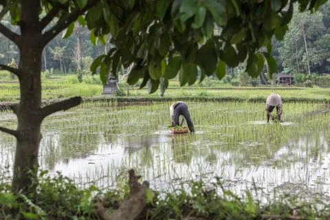 Indonesia|Bali| Stock Photos