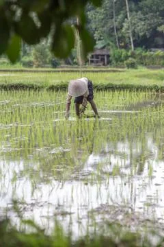 Indonesia|Bali| Stock Photos