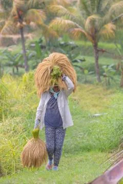 Indonesia|Bali| Stock Photos