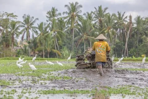 Indonesia|Bali| Stock Photos
