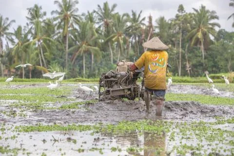 Indonesia|Bali| Stock Photos