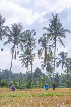 Indonesia|Bali| Foto stock