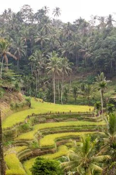 Indonesia|Bali| Stock Photos