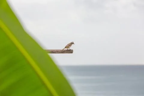 Indonesia|Bali| Stock Photos