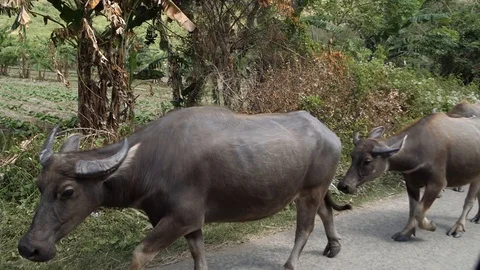 Indonesian banteng cows walking on the side of a road Stock Footage 92473587
