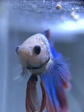 Indonesian betta fish Stock Photos