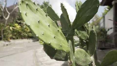 Indonesian Cactus Stock Footage 113190231