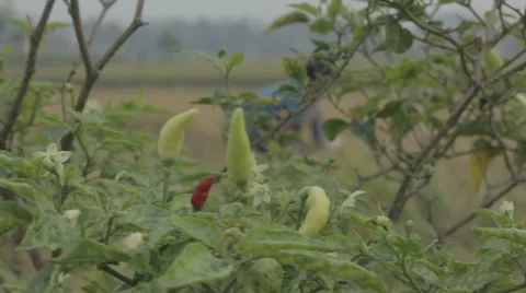 Indonesian chilli plants Video stock 50410660
