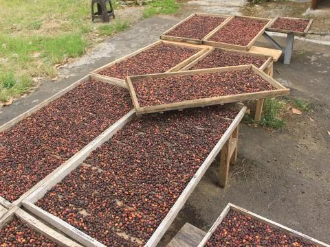 Indonesian coffee drying process Stock Photos