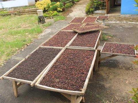 Indonesian coffee drying process Stock Photos