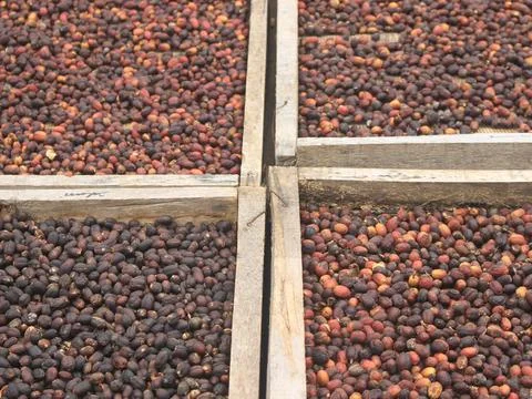 Indonesian coffee drying process Stock Photos