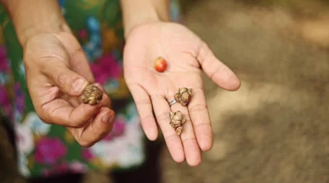 Indonesian coffee luwak Video stock 26223205