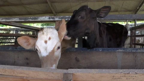 Indonesian dairy calves Stock Footage 230918487