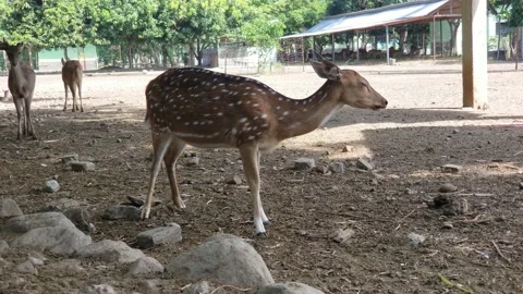 Indonesian deer in captivity to be protected Stock Footage 208854885
