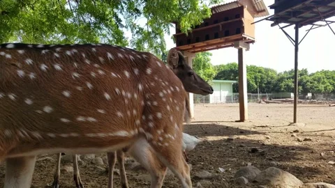 Indonesian deer in captivity to be protected Stock Footage 208858264