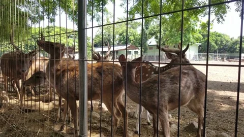 Indonesian deer in captivity to be protected Stock Footage 208858703