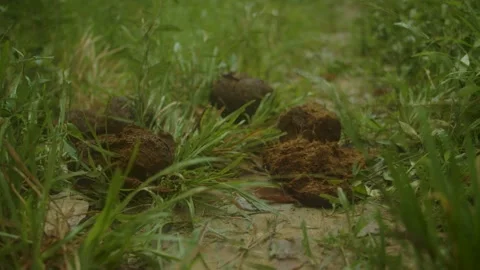 Indonesian elephant dung Stock Footage 216639993