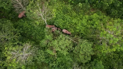 Indonesian elephants Stock Footage 203744022