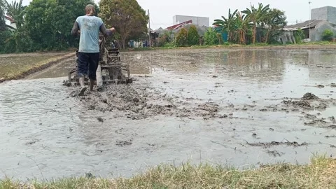 Indonesian Farmer Plowing Rice Field Surrounded By Houses In Cikarang Видео 348052257