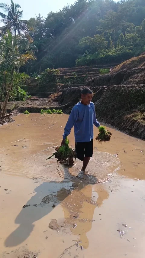 An Indonesian farmer walking through a muddy terraced rice. Stock Footage 335019475