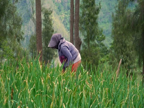 Indonesian farmer works at field. Java, Indonesia Stock Footage 73345167
