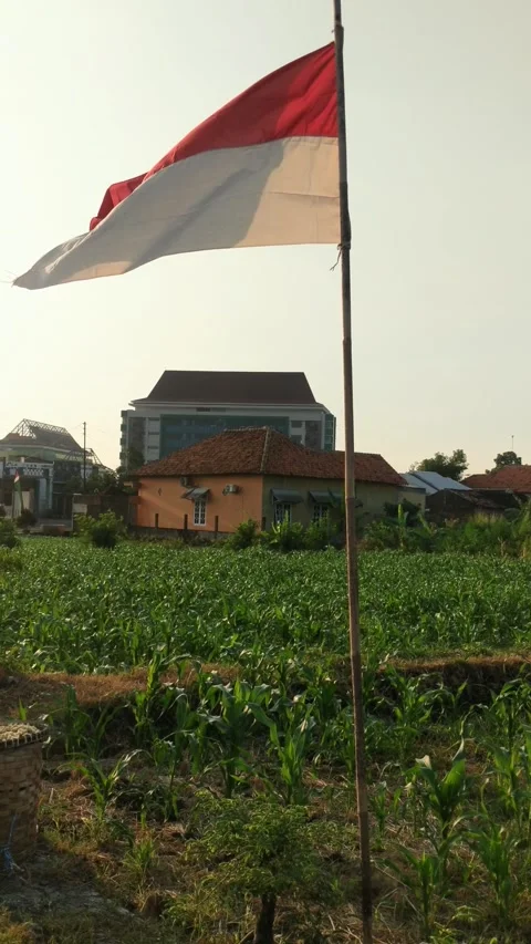 The Indonesian flag, a red and white bicolor, is flying from a bamboo pole Video stock 280847556