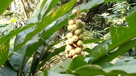 Indonesian forest flora Stock Footage 244437247
