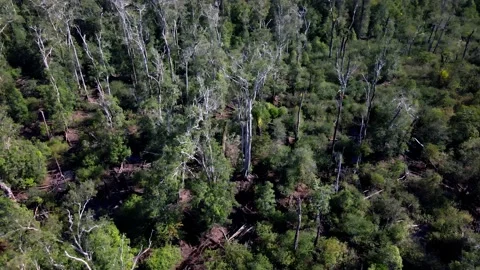 Indonesian forest Stock Footage 203745595