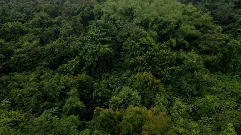 Indonesian Forest Stock Footage 203750014