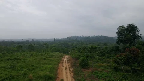 Indonesian forest Stock Footage 203770428