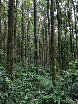 Indonesian Forest 写真素材