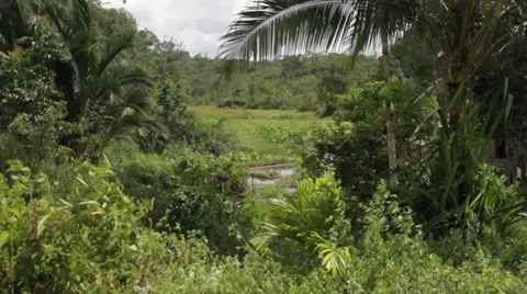 Indonesian Jungle Stock Footage 32282772