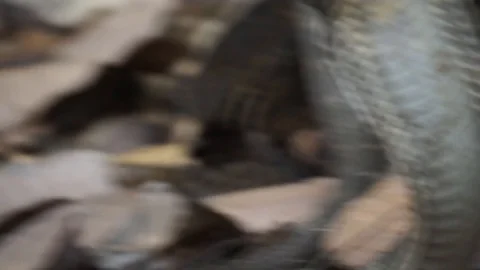 Indonesian King Cobra Stock Footage 99038348