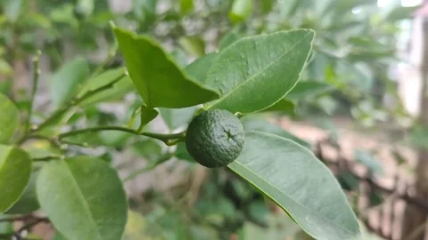 Indonesian lime Video stock 312555971