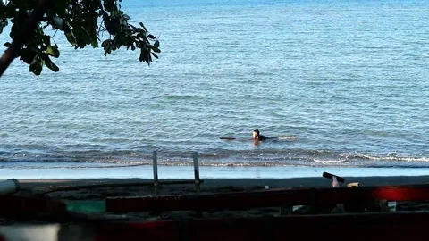Indonesian little boy swimming alone Stock Footage 201030853