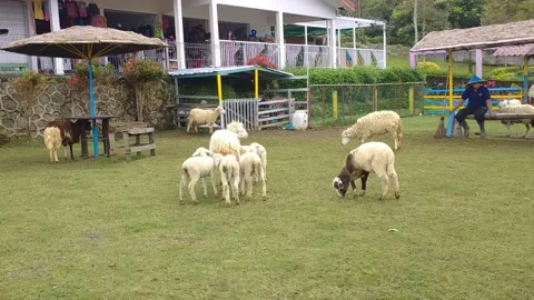 Indonesian Local Sheep Stock Footage 228430722