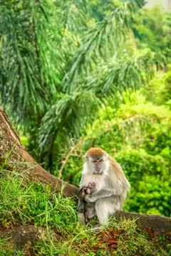 Indonesian Macaque monkey Stock Photos
