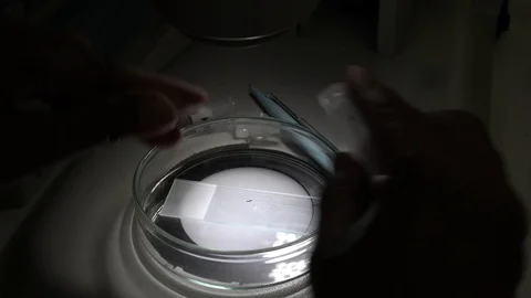 Indonesian Microbiologist 7 Stock Footage 128694964