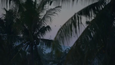 Indonesian military practice skydiving when the sun goes down behind the Stock Footage 321442596