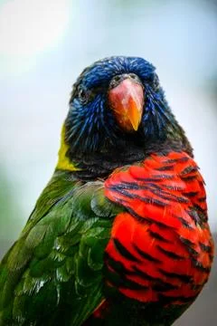 Indonesian Parrot Stock Photos