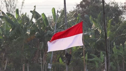 Indonesian red and white flags fluttering, celebrating Independence Day. Stock Footage 341786755