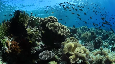 Indonesian Reef Video stock 158237424