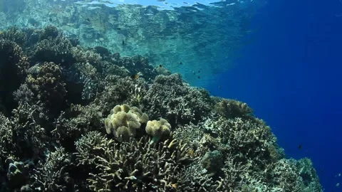 Indonesian Reef Video stock 158237558