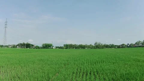 Indonesian Rice Field Видео 208780796