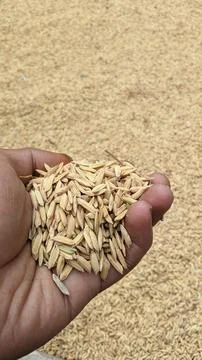 Indonesian rice java Stock Photos