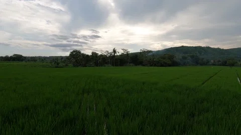 Indonesian Rice Terraces Under Dramatic Cloudy Weather Video stock 322177621