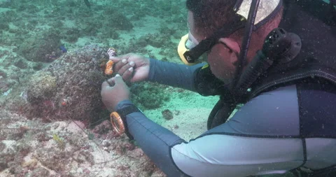 Indonesian scuba diver removing ghost derelict fishing gear underwater UP42508 Vídeos de archivo 100621741