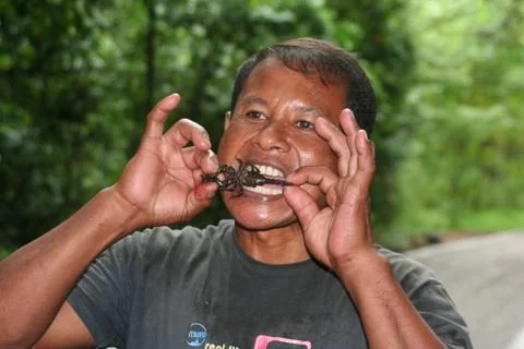 Indonesian spider Stock Photos
